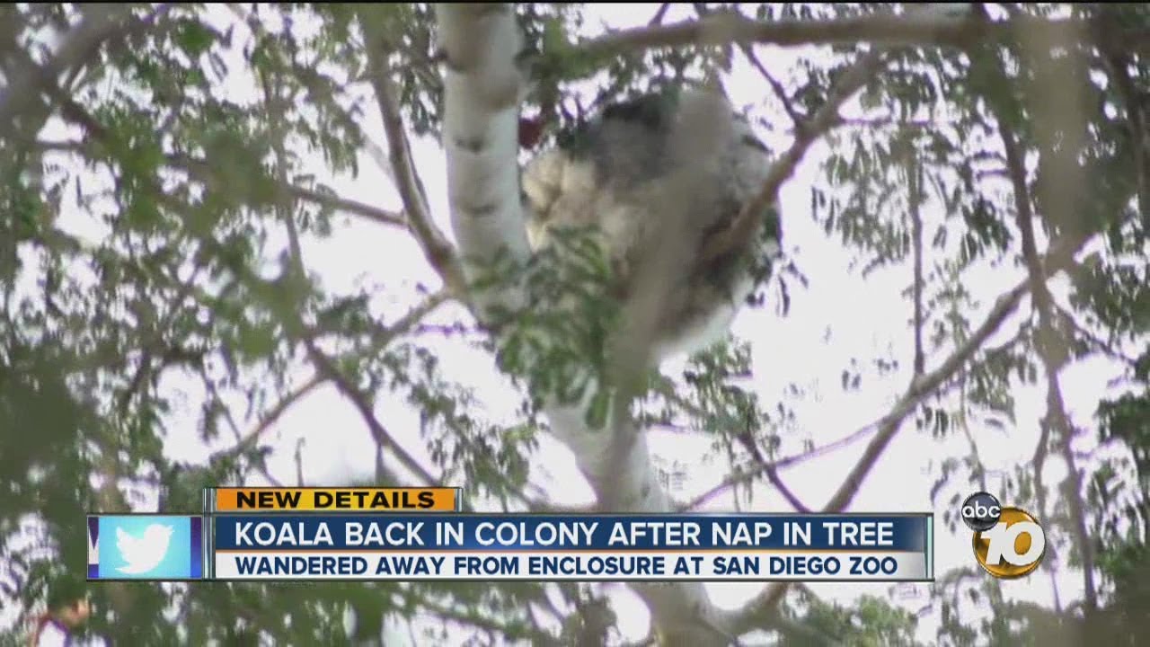 Koala that escaped from enclosure at San Diego Zoo captured