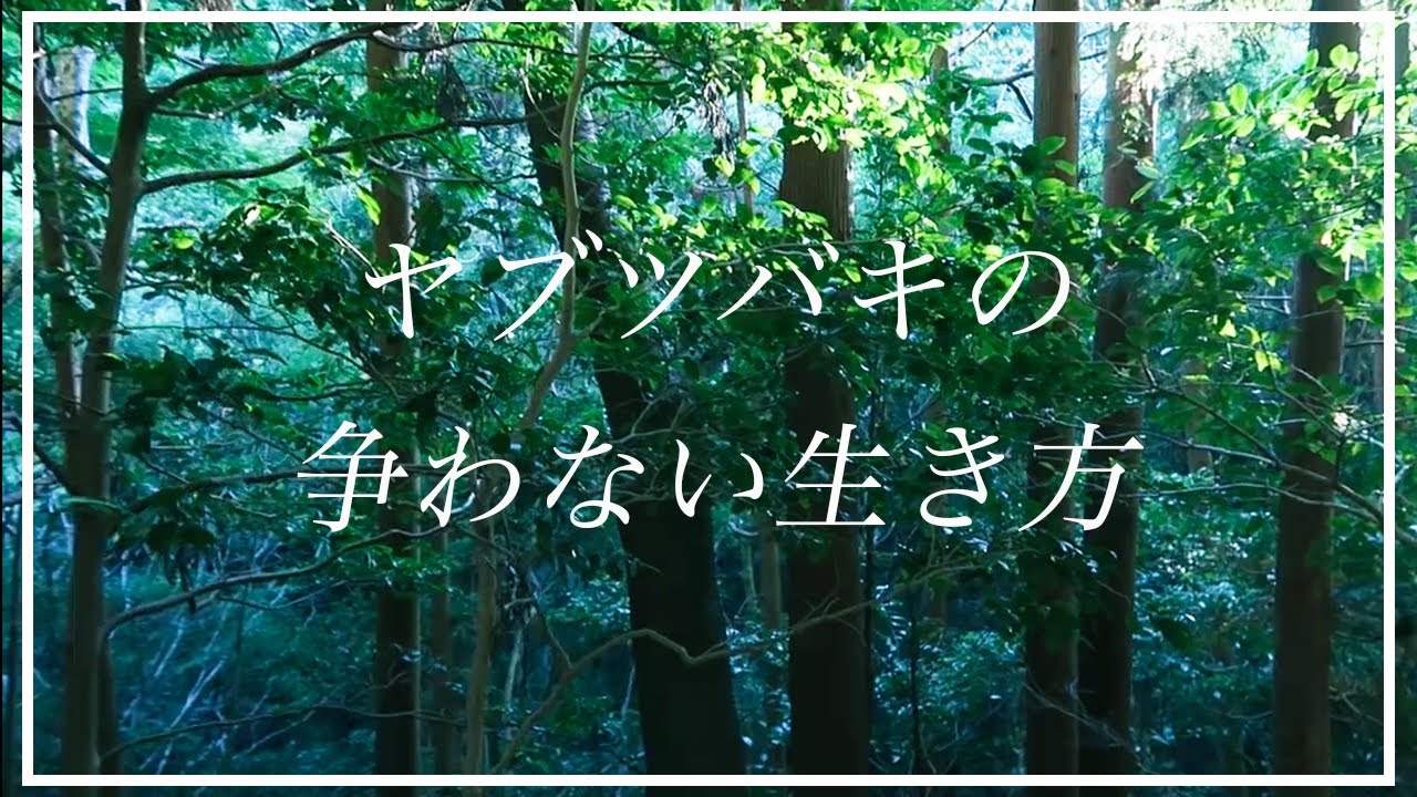 ヤブツバキの争わない生き方