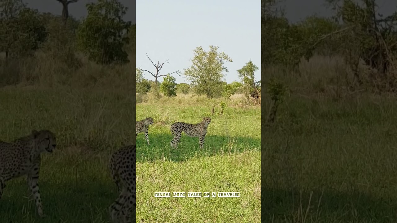 Amazing cheetah sighting 