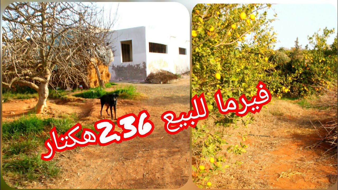 بركان  فيرما ب2هكتار و36 ار للبيع بدوار معبورة منطقة شراعة ب170مليون0667039653