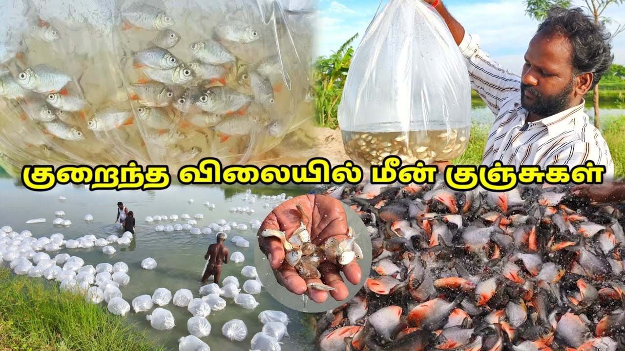 குறைந்த விலையில் மீன் குஞ்சுகள் | Thai Fish Farm | தாய் மீன் பண்ணை | Fish Sales | Come To Village 