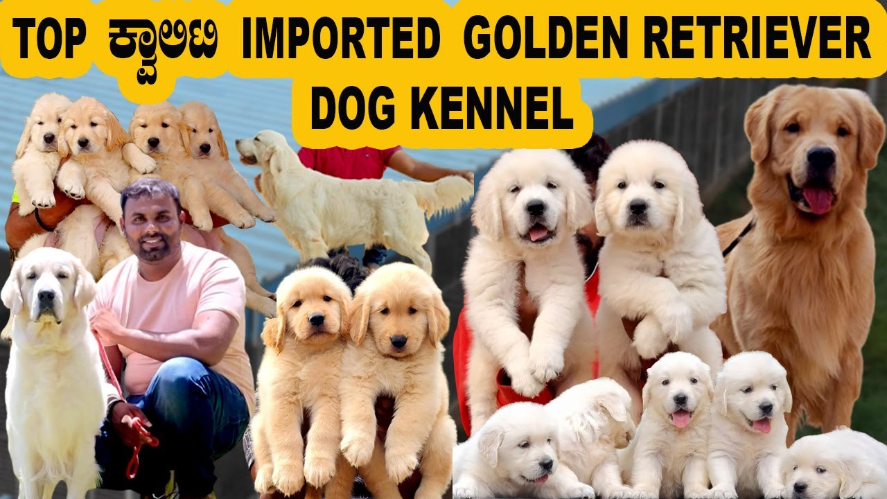 Call 9035585518 ಬೆಂಗಳೂರಿನ Top ಕ್ವಾಲಿಟಿ Imported Golden Retriever Dog Kennel