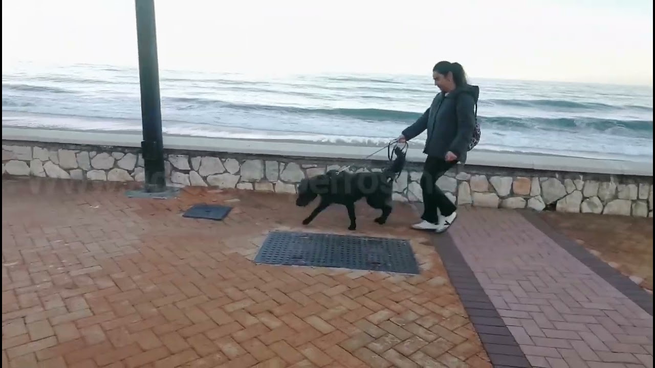 Reactividad canina #adiestradorcanino #perros #dogtraining #pautascanina