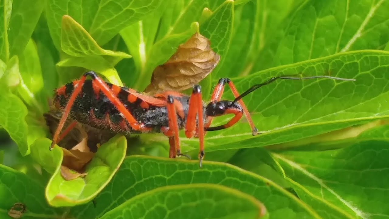 ☠️🪳Buba ubica-Rhynocoris iracundus🪳☠️