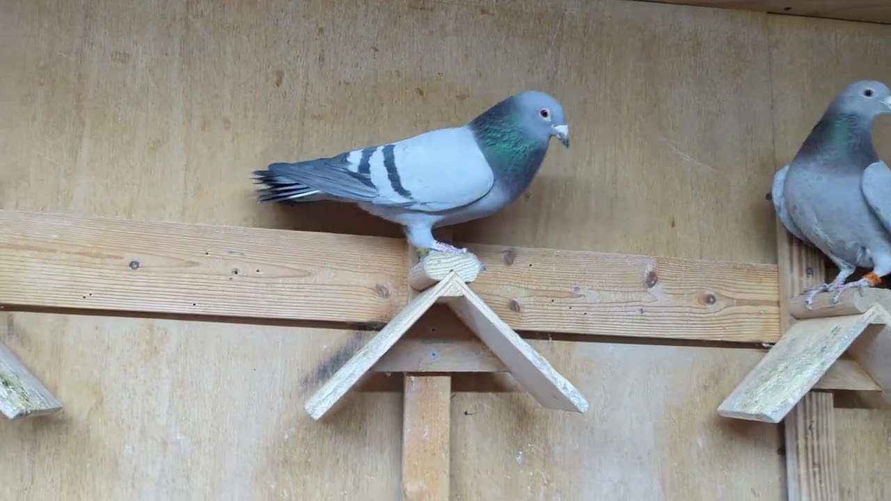 10 Ocak 2026 Sanpiyonlar ligi Racing pigeon Posta Kusunun sevgisi