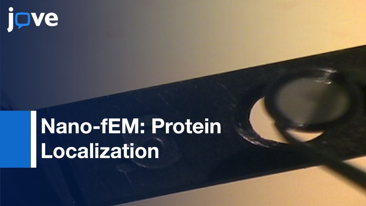 Photo-Activated Localization Microscopy & Electron Microscopy l Protocol Preview