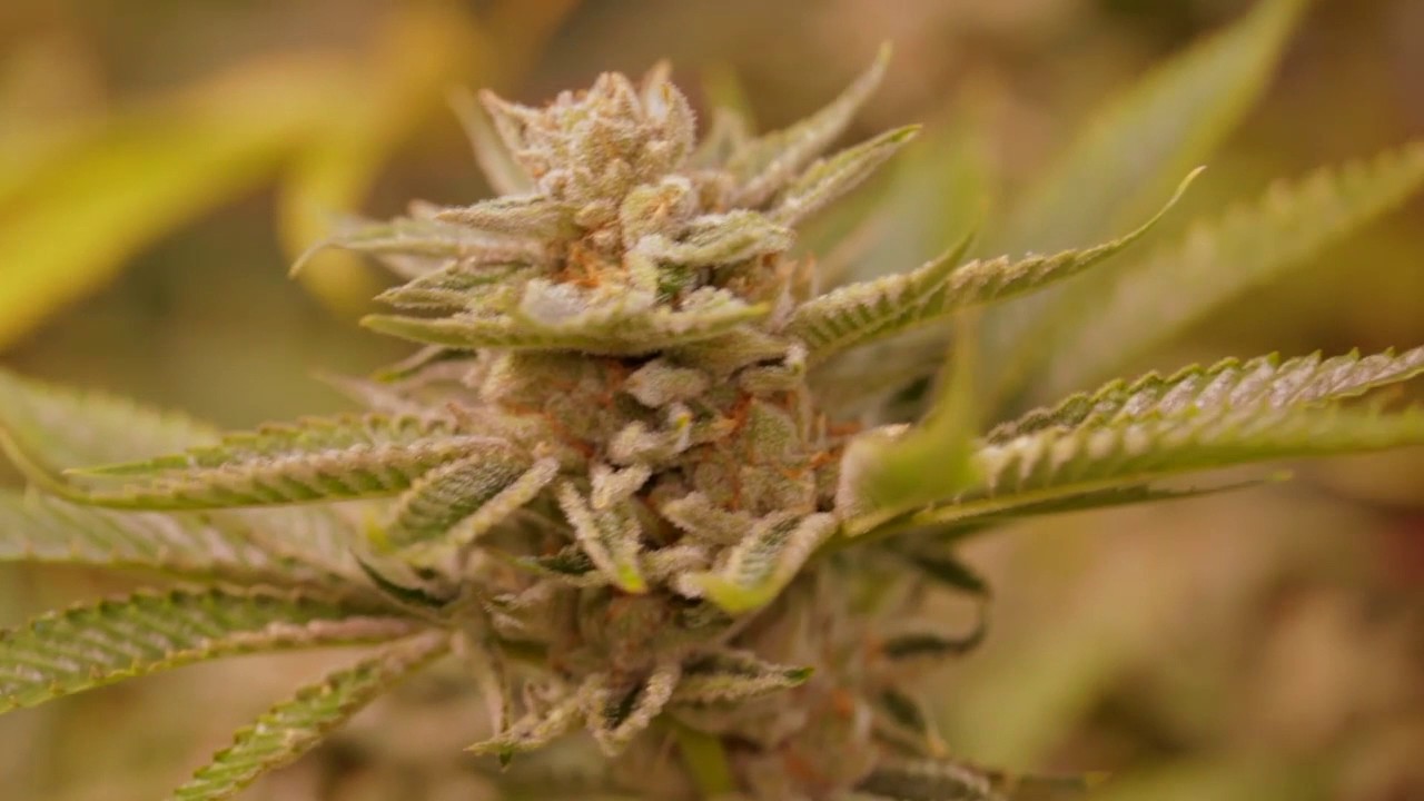 Key Lime Pie Strain
