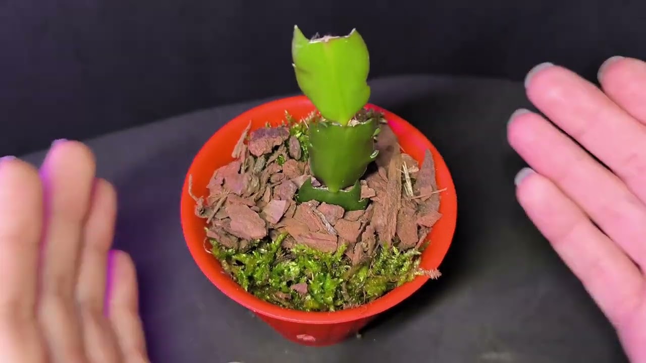 Cactus de Navidad en corteza ¿Locura o Genialidad? 🤔