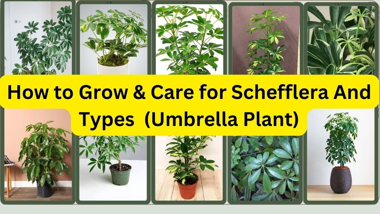 Schefflera Plant Care and Types/How to Grow Schefflera?/Schefflera Plant Problems/Umbrella Tree