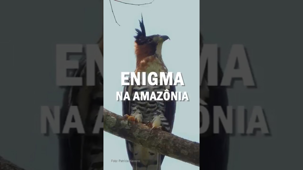 Uma nova esp&eacute;cie de gavi&atilde;o?