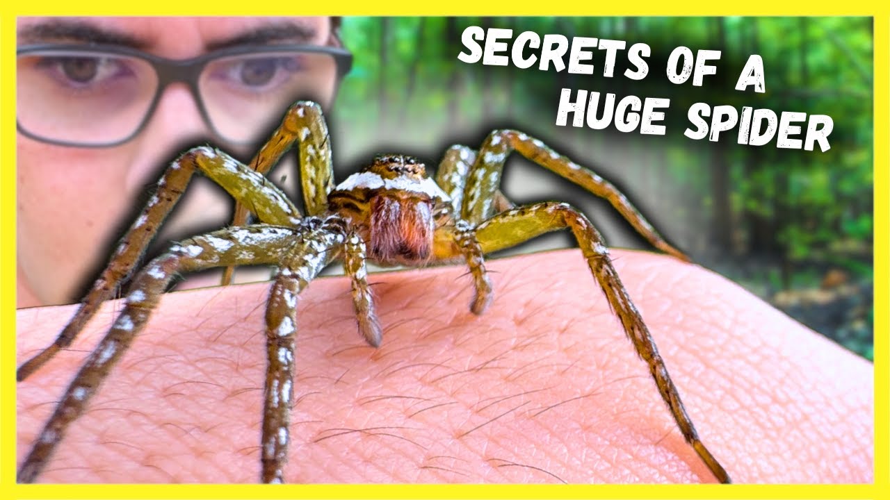Should You FEAR the Fishing Spider?