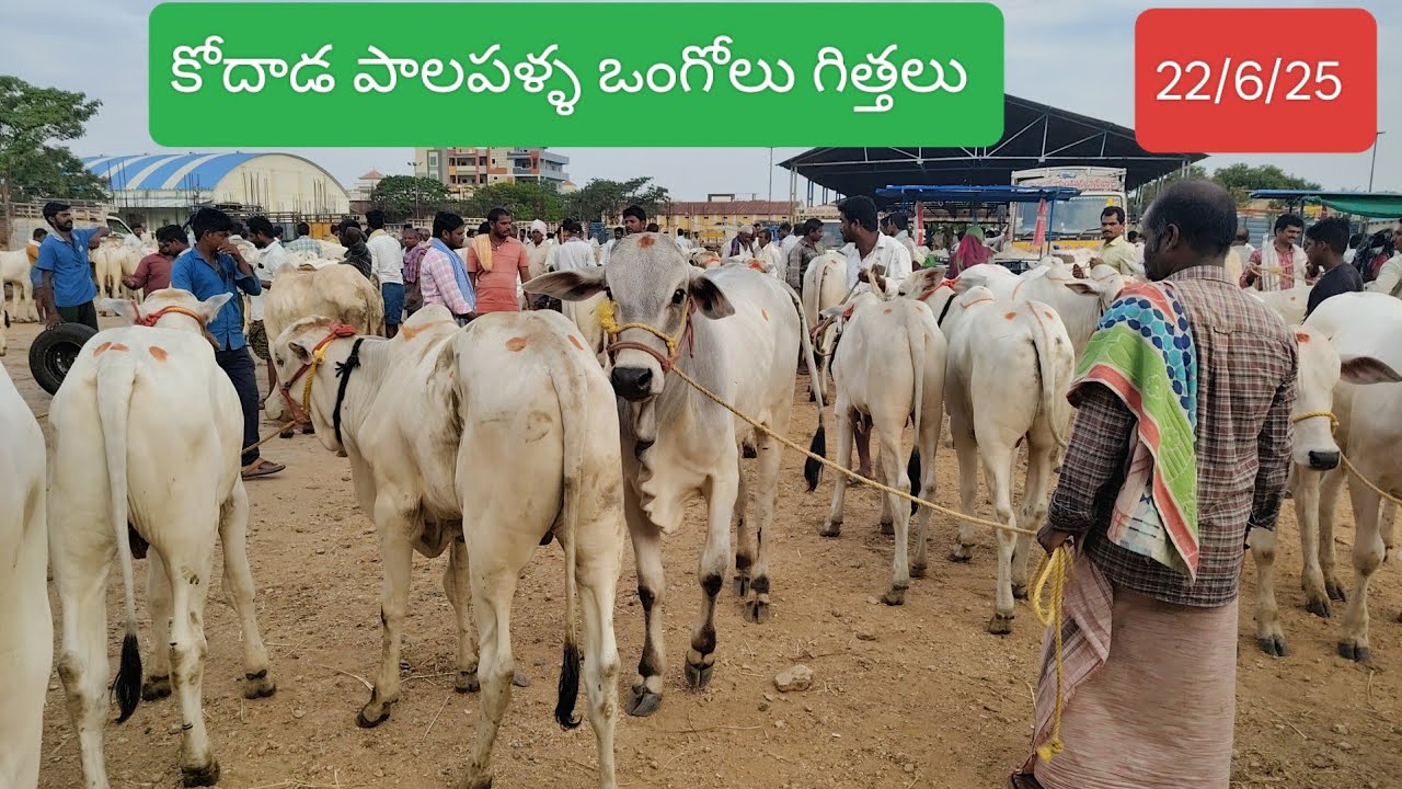 22/6/25 కోదాడ సంత