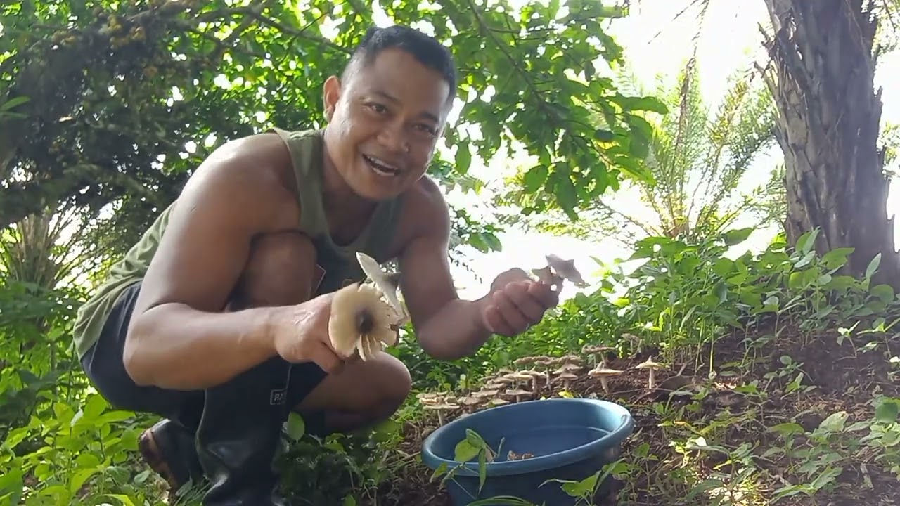 Harvest Mamarang kabute!please like/Comment/share & Subscribe #TrackPersonTvOfficial #highlights