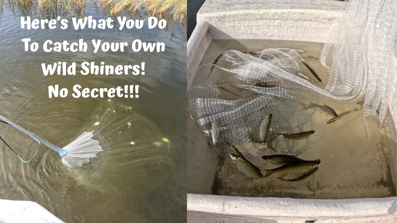 Here's How You Catch Your Own Wild Shiners! No secret!