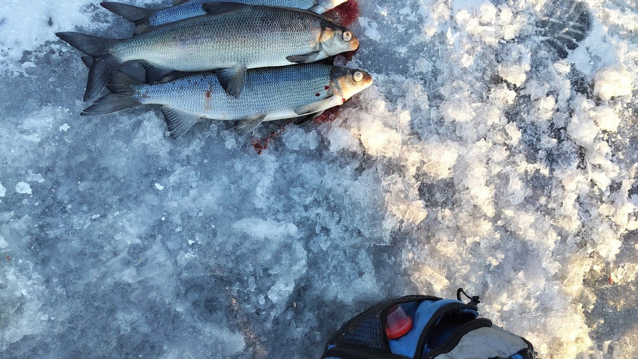 Ice fishing Whitefish/Siika #icefishing #pilkkiminen #siikapilkillä