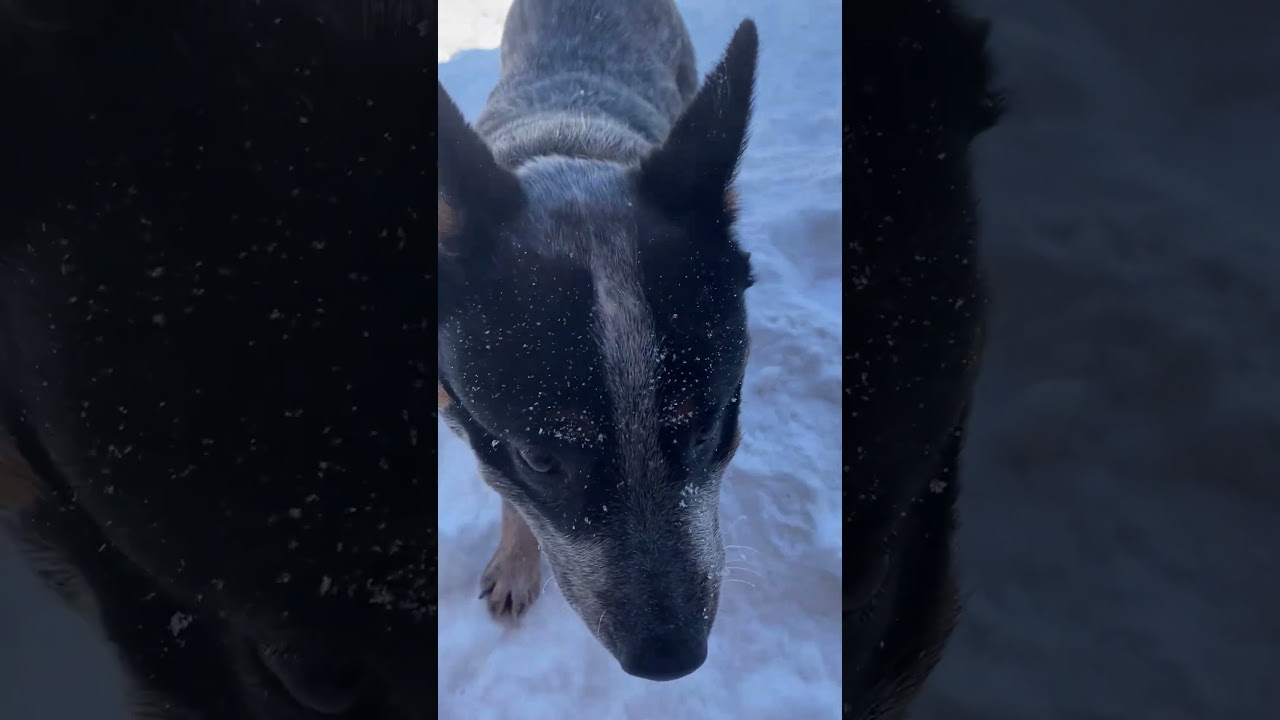 Хэви - умница! #dogs #австралийскийхилер #australianheeler #australiancattledog #собака #beagle