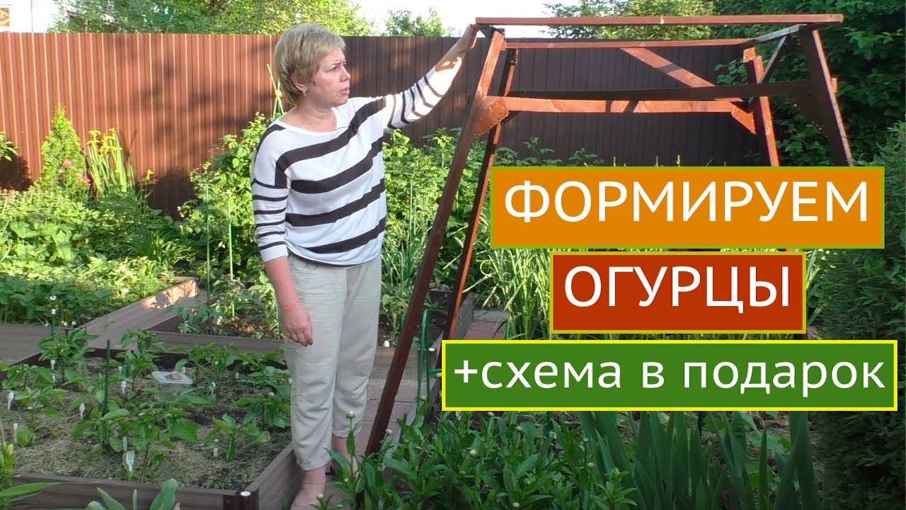 А ВЫ ПРАВИЛЬНО ФОРМИРУЕТЕ СВОИ ОГУРЦЫ?СПОСОБЫ ФОРМИРОВКИ ДЛЯ КАЖДОГО ТИПА ПЛОДОНОШЕНИЯ!