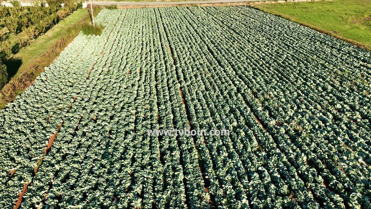 AKTUALE - Bujqësia tek Zhelko Milliq / Kultivimi i lakrave në stinën e vjeshtës