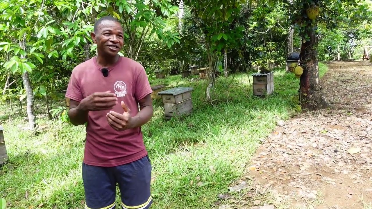 Apiculture à Madagascar : Maro de Manakara