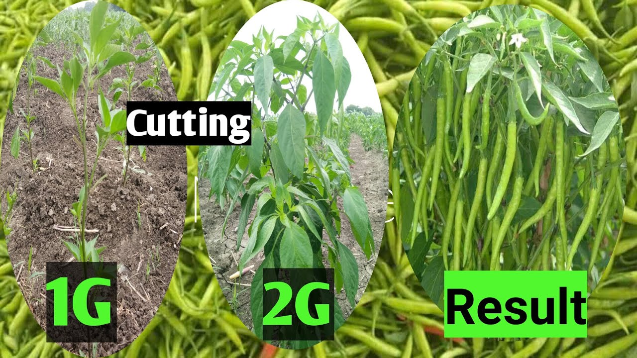Mirch Ki 2G Cutting |  2 Guna Jyada Munafa Chili Plant Cutting