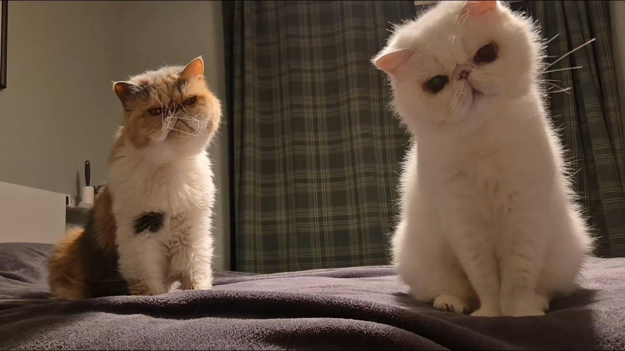 Anyone wants more treats? 有没有想吃零食的小朋友呀～