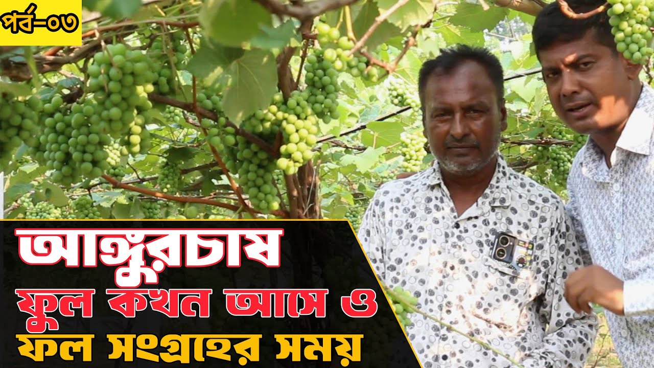 আঙ্গুর চাষের সঠিক সময় | কখন ফুল আসে, কখন ফল সংগ্রহ করবেন?