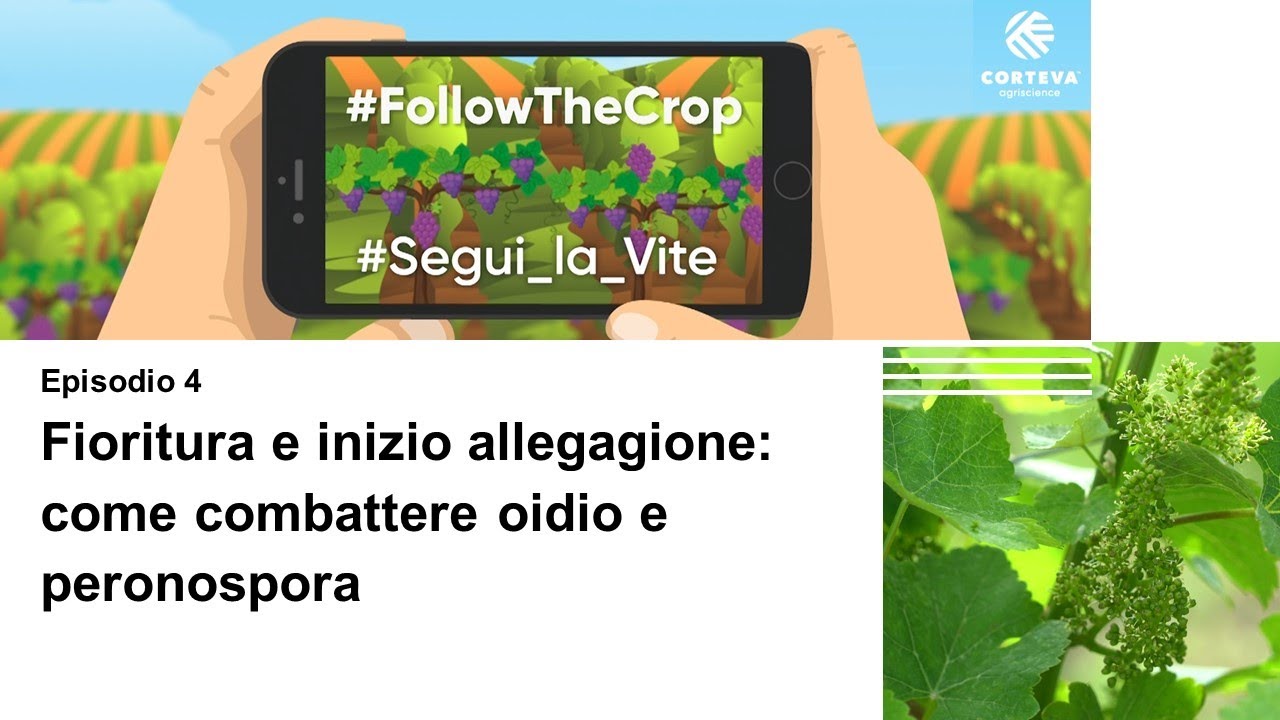 Segui la Vite - episodio 4: lotta a oidio e peronospora durante fioritura e inizio allegagione