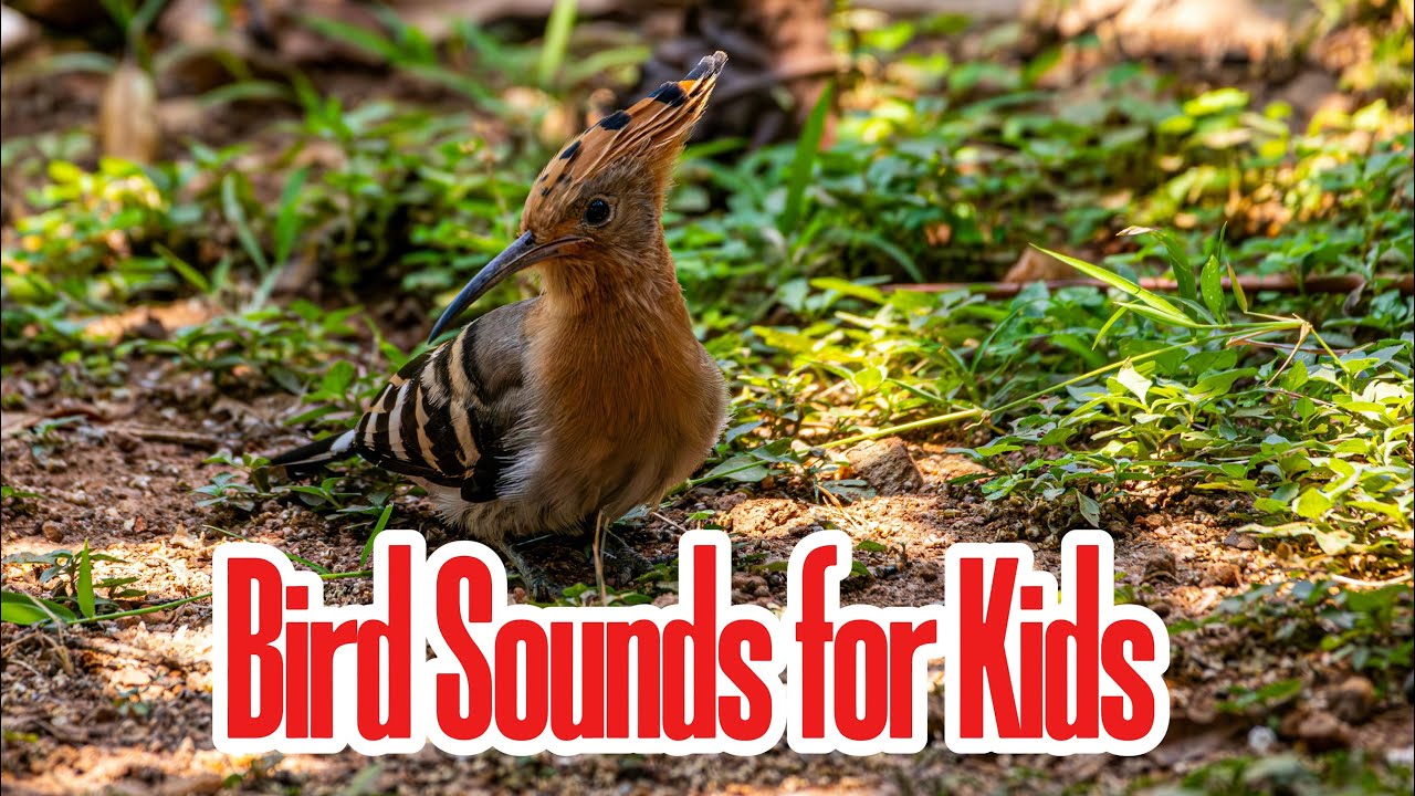 Bird Sounds for Kids | Learning Phase 