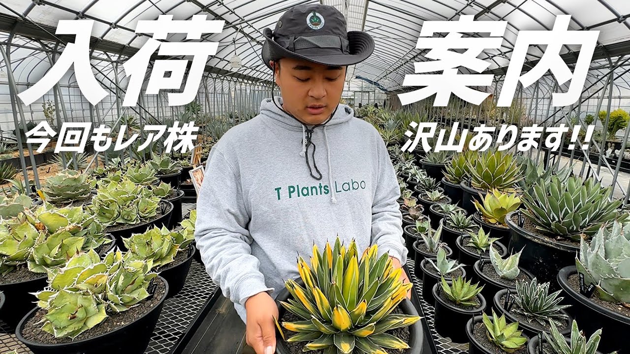 【アガベ】最近入荷したレア株や個人的にお勧めしたい株を紹介します!!