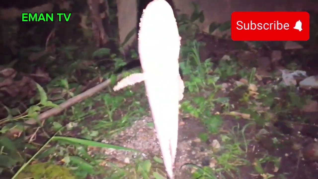 Wala pang minuto nakahuli na agad kami ng hito at dalag #ytshort #youtube #subcribemore #fishinghook