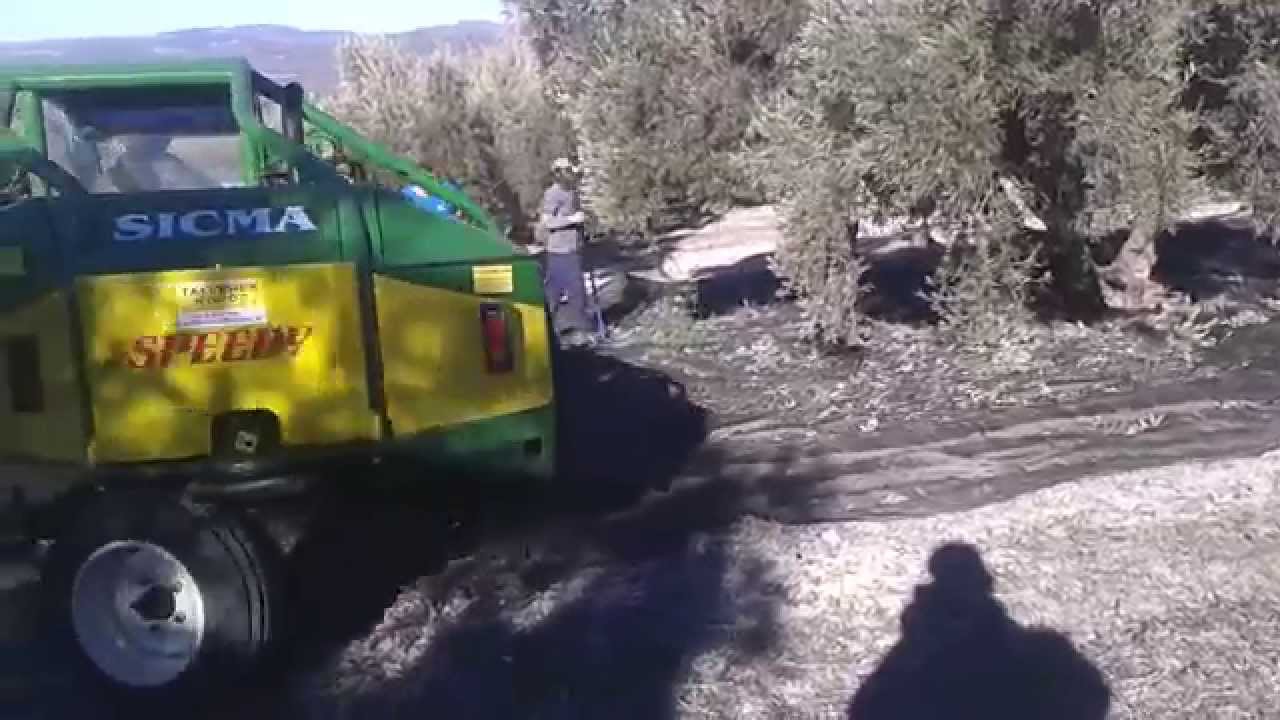 BUGGY SICMA SPEEDY