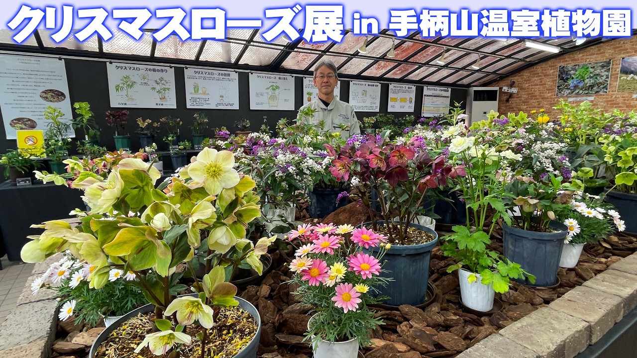 【クリスマスローズ展2026】植物園ならではの見どころ！貴重な原種から有名生産者のトレンド品種、そして愛好家の貴重な大株まで幅広い展示【手柄山温室植物園】