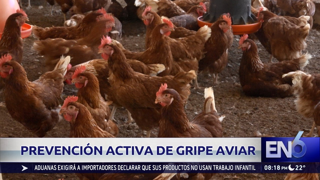 GRIPE AVIAR