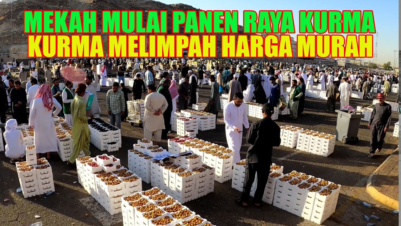 KOTA MAKKAH MULAI PANEN RAYA KURMA