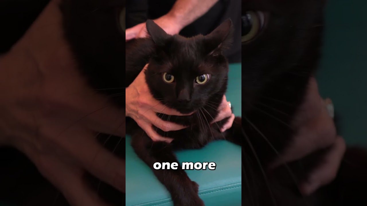 💥 CAT IN PAIN GETS CHIROPRACTIC ADJUSTMENT 🐈‍⬛