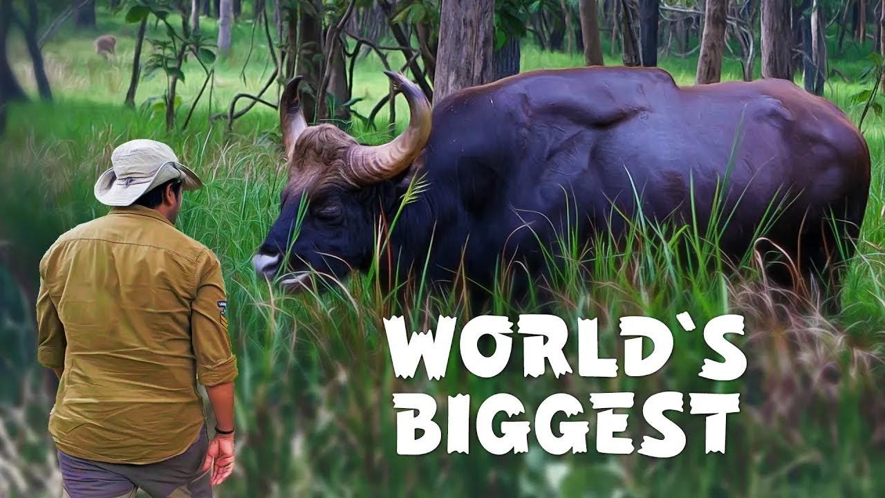 Wild Encounter with World's Biggest Cattle - Pench Tiger Reserve - 4K Video