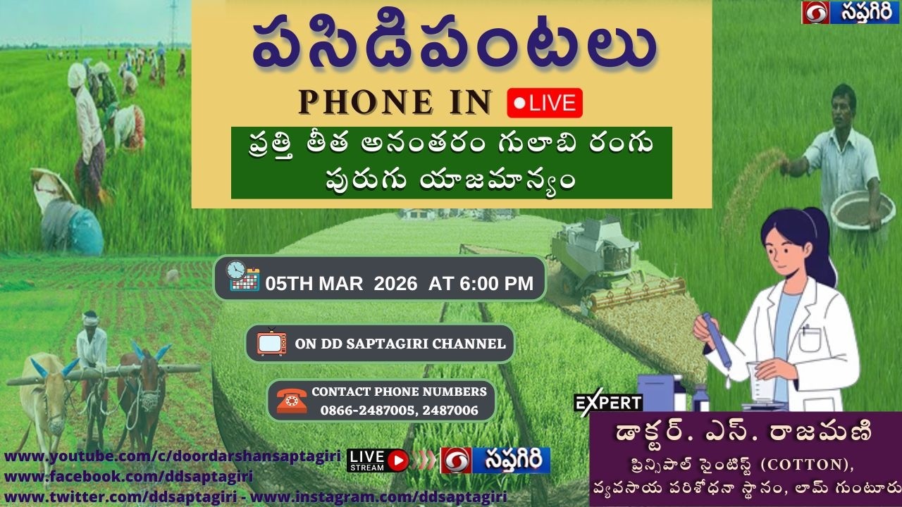 Pasidi Pantalu  Phone in 🔴LIVE  ప్రత్తి తీత అనంతరం గులాబి రంగు పురుగు యాజమాన్యం 05.02.2026,  06:00PM