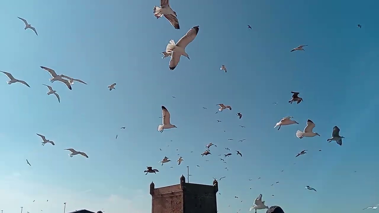 جوله سياحيه في مدينة صويرة
