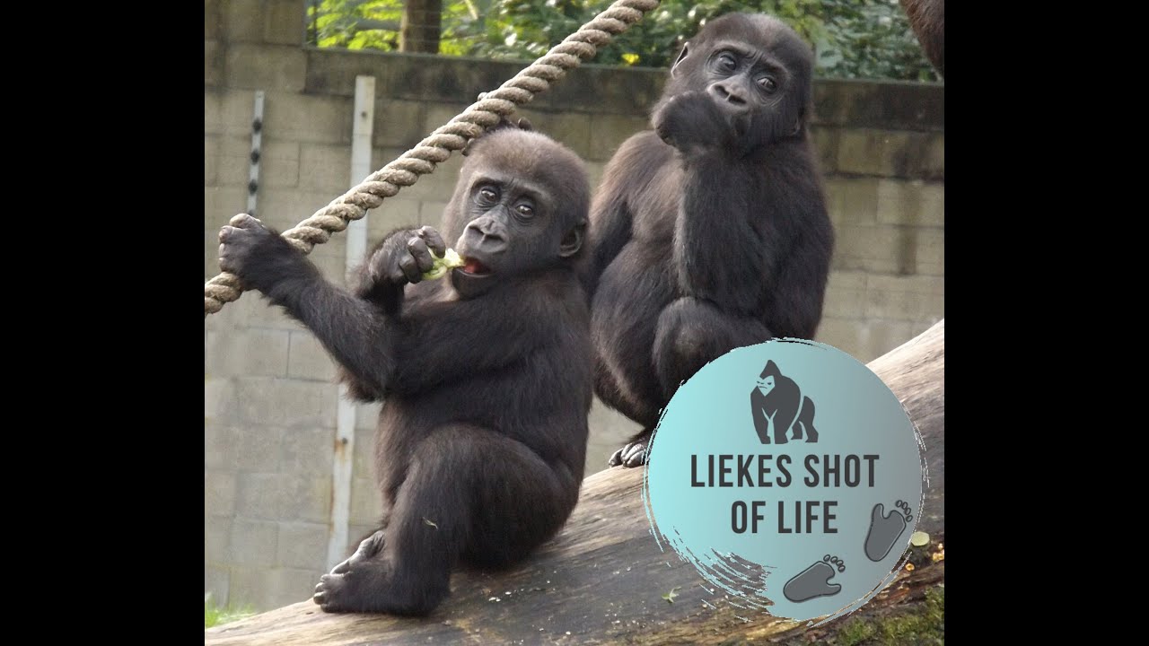 GORILLA TWINS N'KATO AND N'HASA LOVE THEIR MOMMY