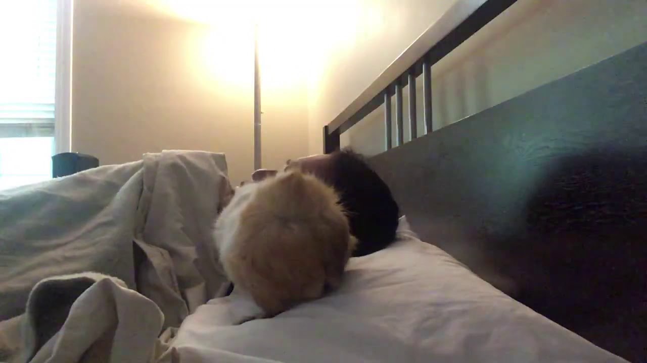 Guinea pig alarm clock