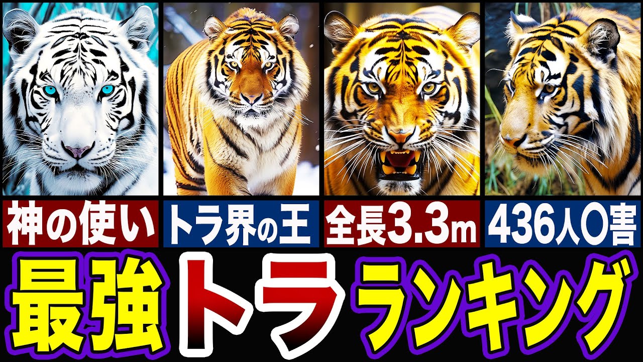 【最強の虎】トラの中の1位がヤバすぎるww最強のトラランキングTOP5【ゆっくり解説】