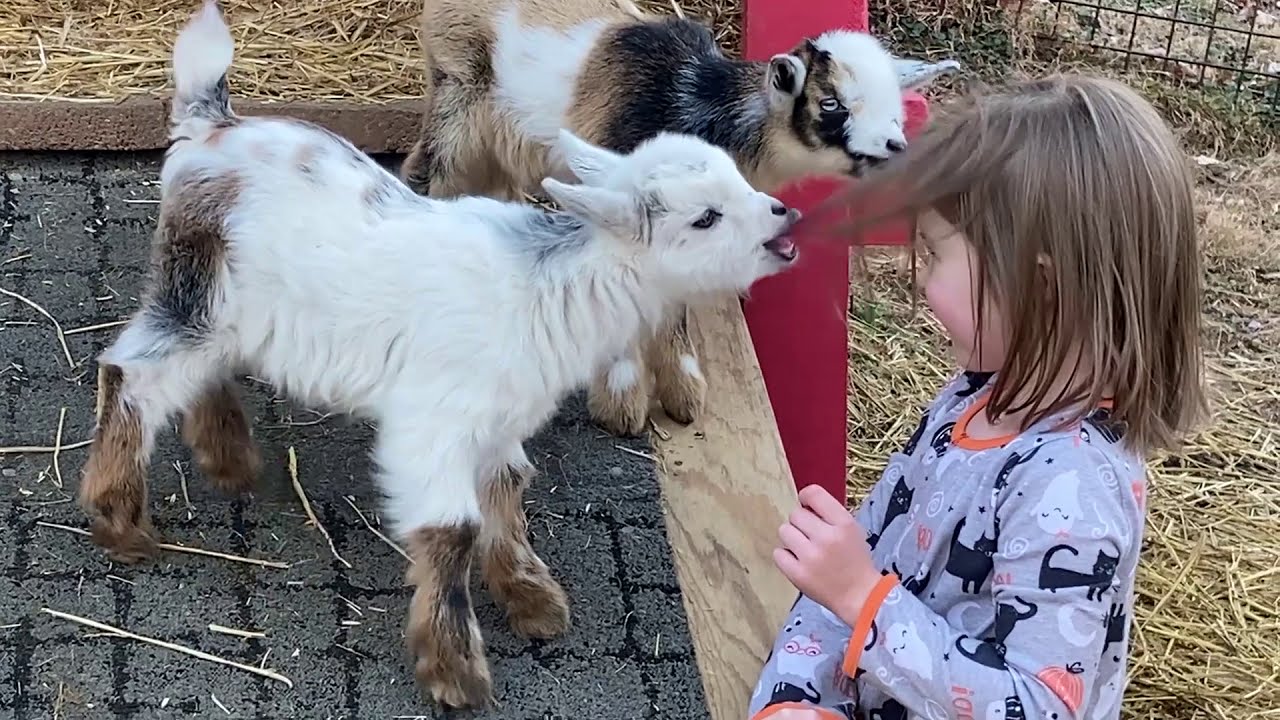 Baby Goats style Hair