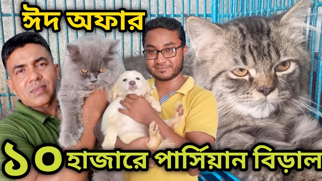 Katabon animal market in bangladesh| Labrador puppy| Lhasa Apso| Persian Cat| Dog and cat price 2024