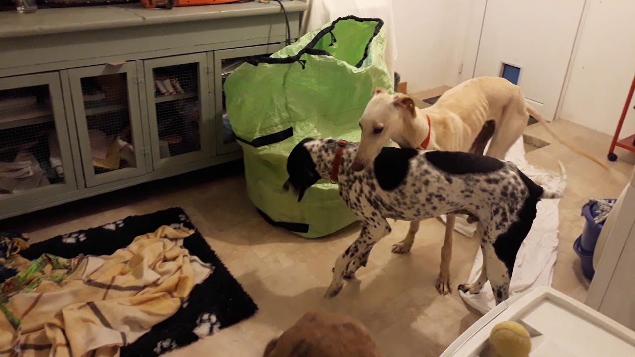 Galgos France - RAYO, 1/4 d'heure de folie &agrave; son arriv&eacute;e en France
