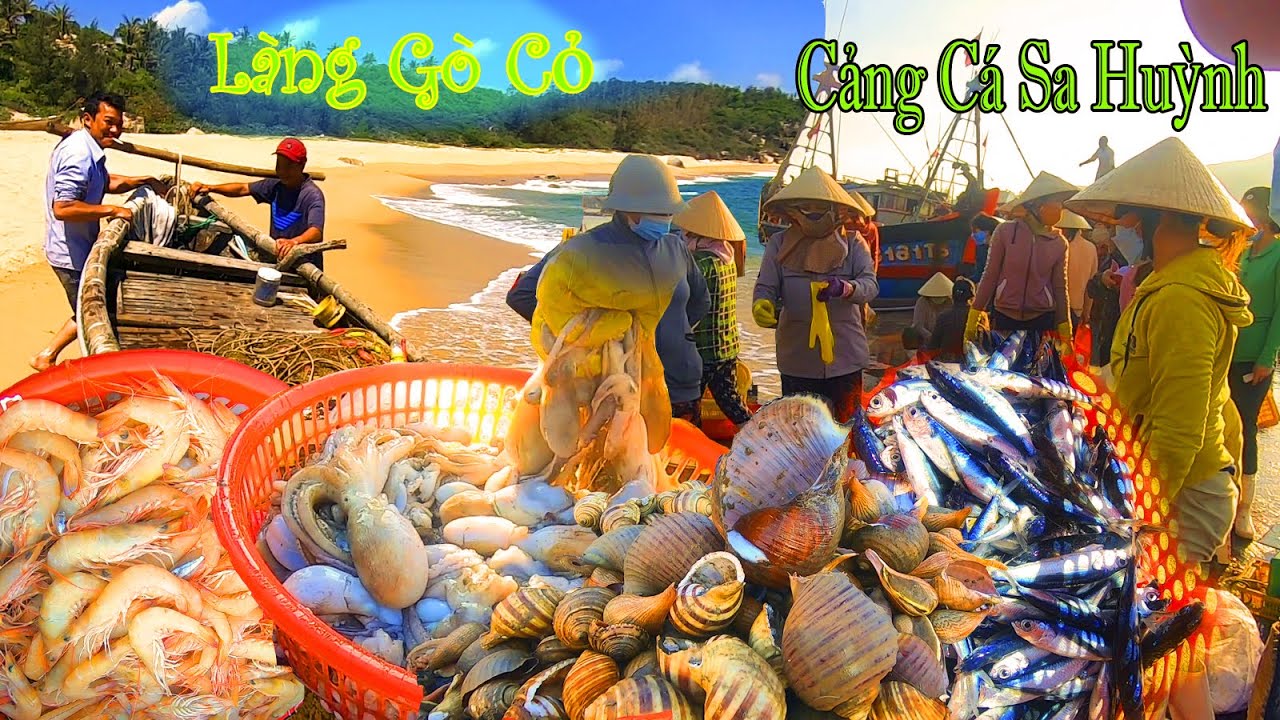 Bến Cảng Sa Huỳnh Tấp Nập Hải Sản Tươi Ngon,Làng GÒ CỎ Cùng Ngư Dân Kéo Thuyền Về Bờ.