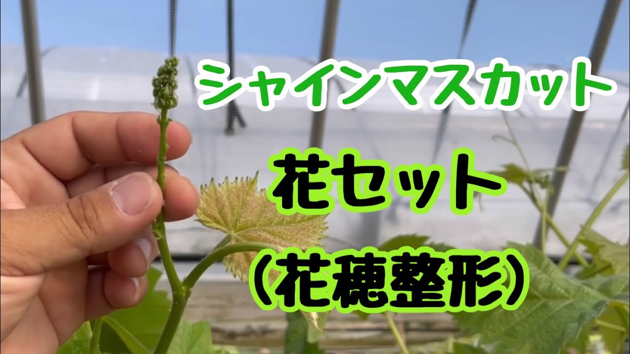 【シャインマスカットの花セット(花穂整形)】