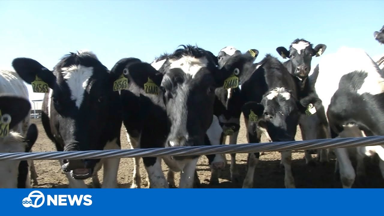 PG&E capturing methane from CA dairies as new source for natural renewable energy