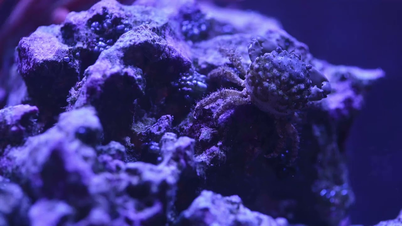 Bubble Algae? EMERALD CRABS! (and H2O2)