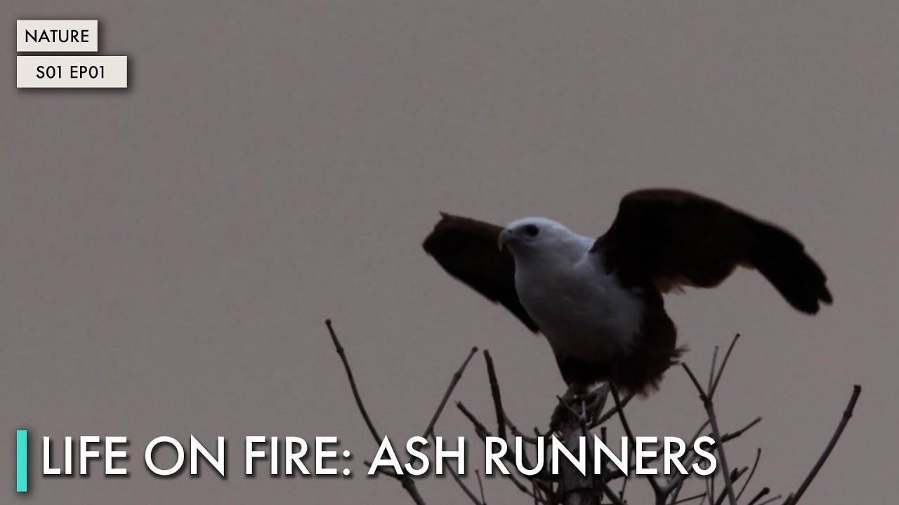 Life On Fire: Ash Runners