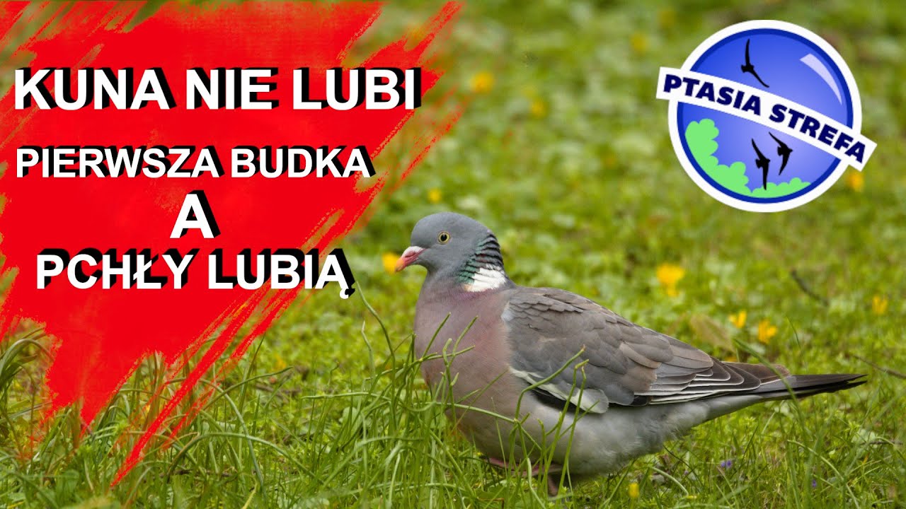 Na kunę czy na sąsiadów ? Ciepła pierzynka - pchły lubią to.